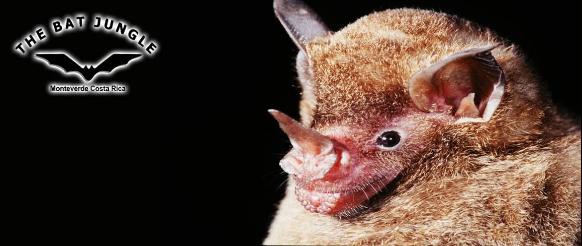 Welcome to the Bat Jungle Monteverde