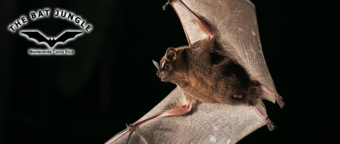 Bat Jungle Monteverde Banner