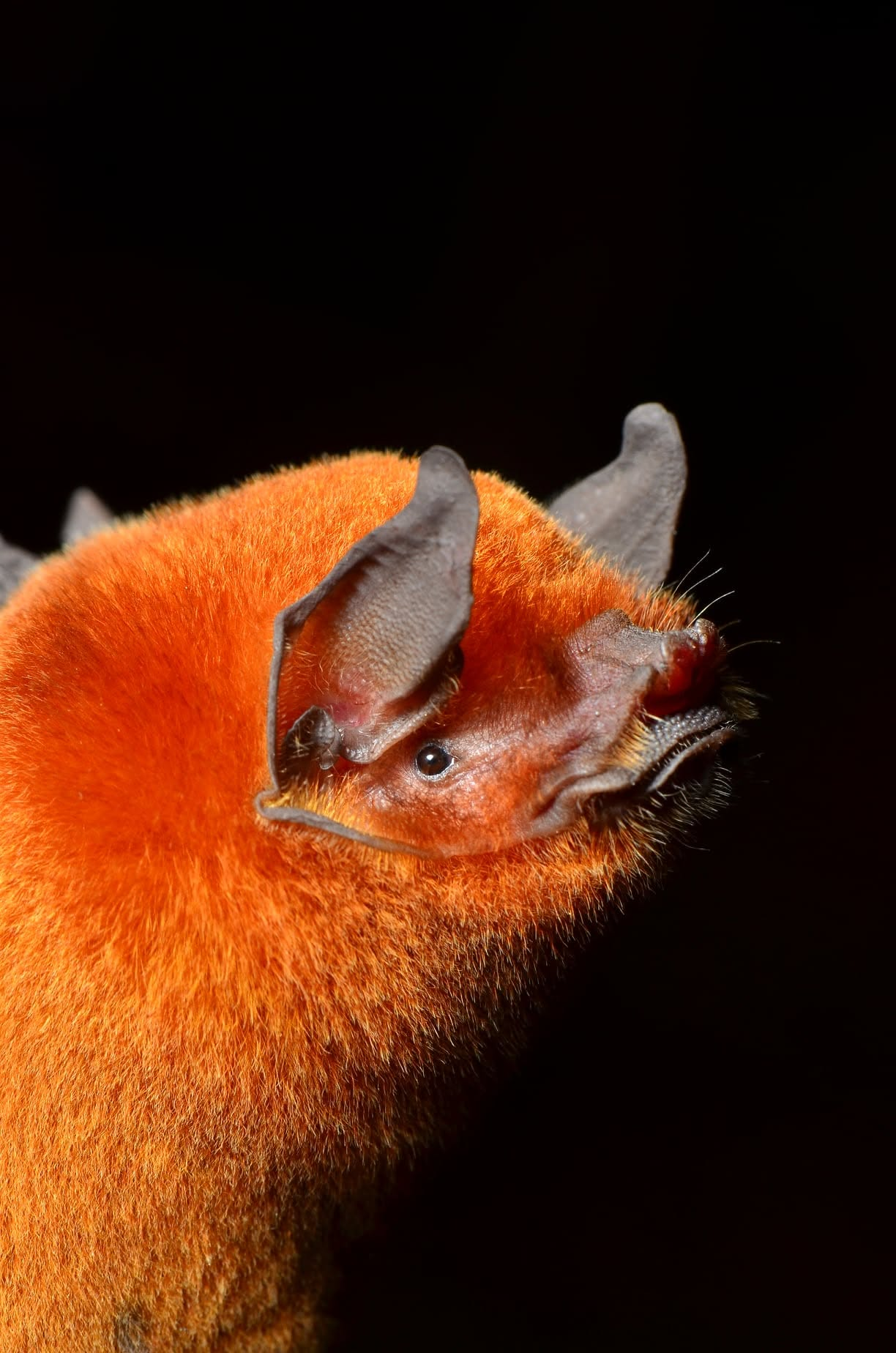 Contact Bat Jungle Monteverde